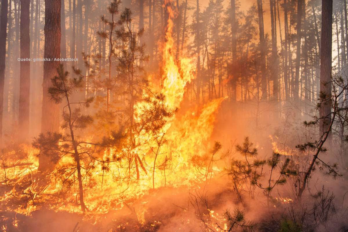 Waldbrände in Griechenland: Ein Feuer westlich von Athen verbrennt mehr Fläche als die ganze Saison zuvor