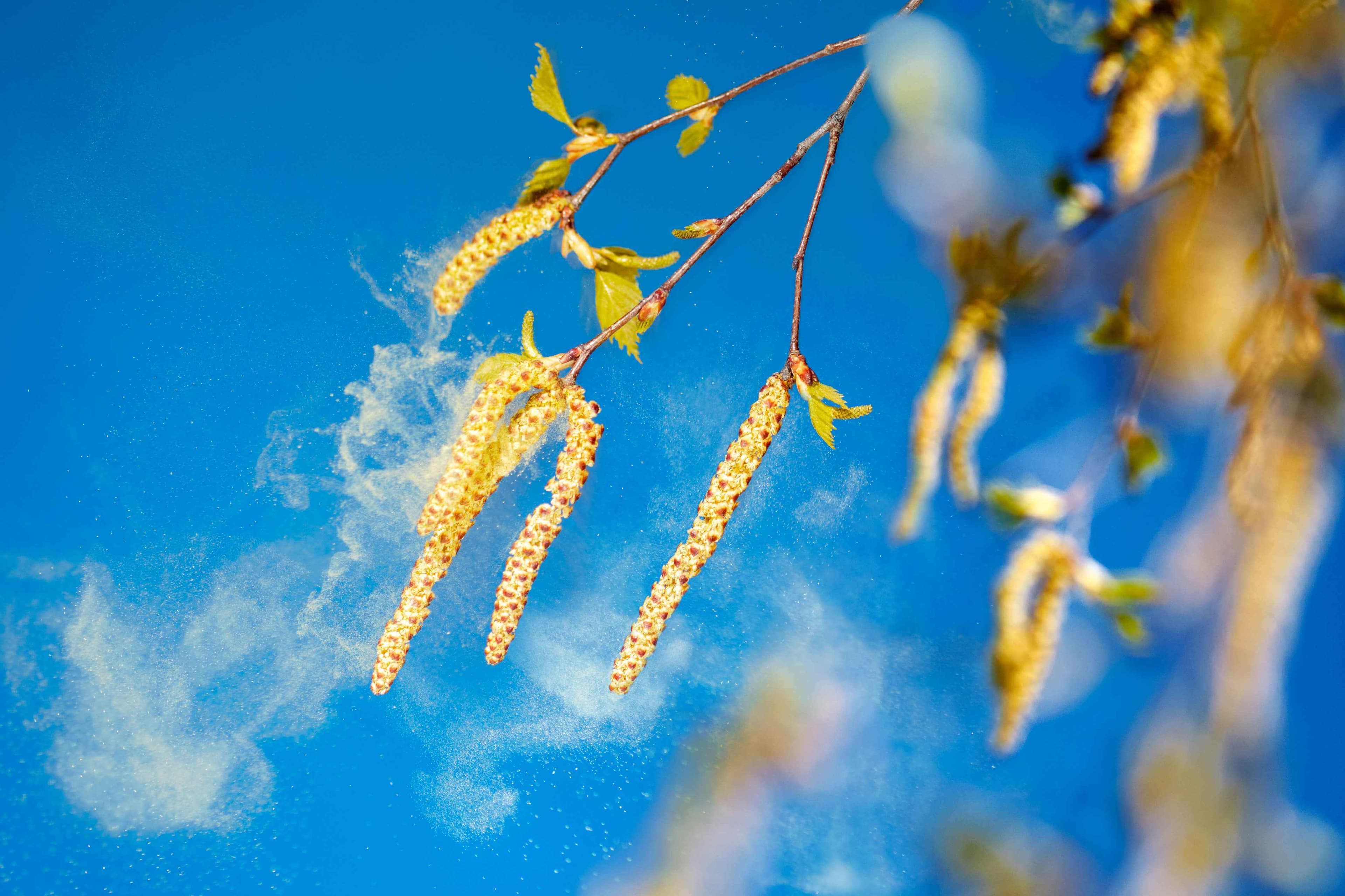Blühende Birke mit Pollen im Frühling