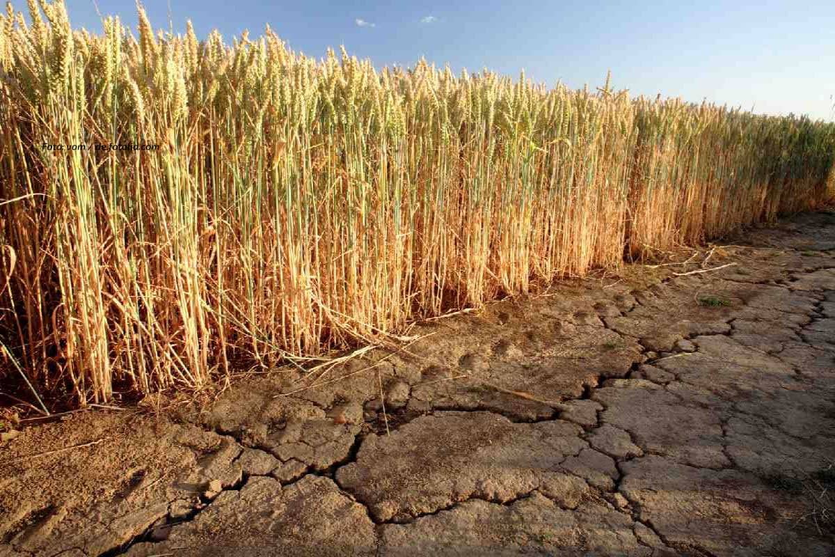 Dürre trifft Bayern und Baden: Ernte bis zu 20 Prozent kleiner