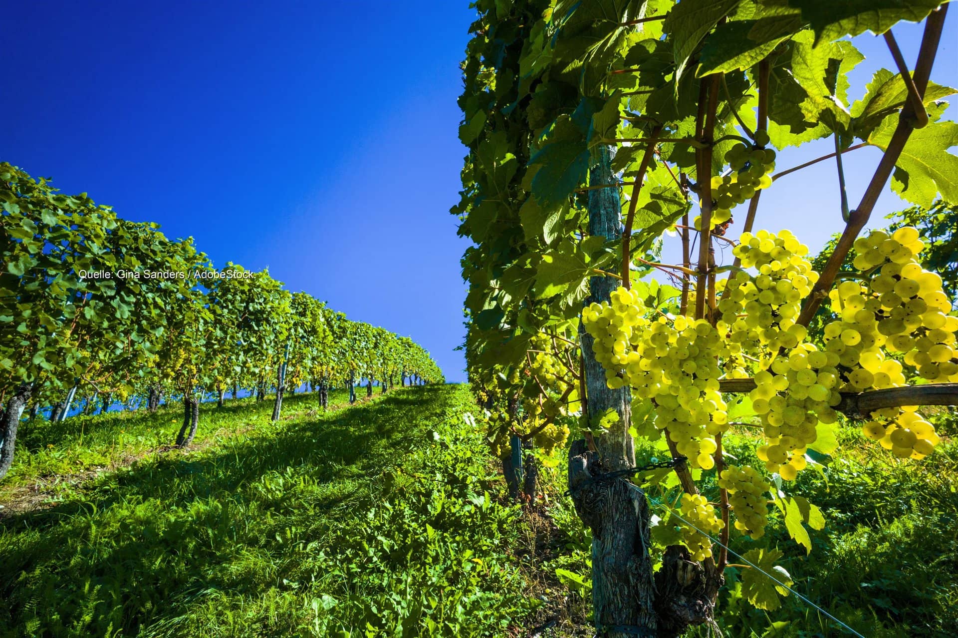 Weinlese so früh wie nie: Winzer im Südwesten unter Zeitdruck
