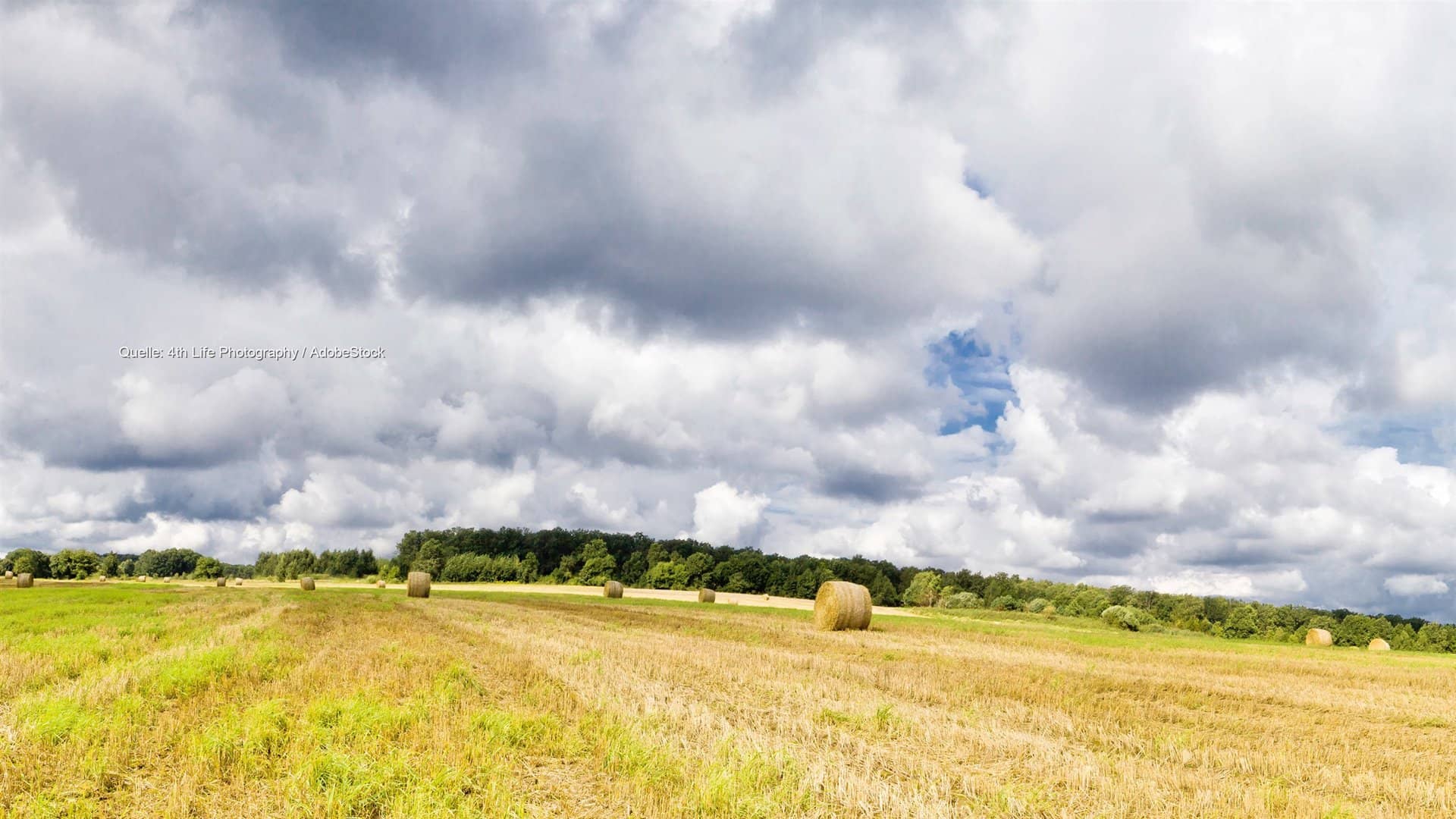 Ernteeinbruch im Süden: Regen kommt für Getreide zu spät