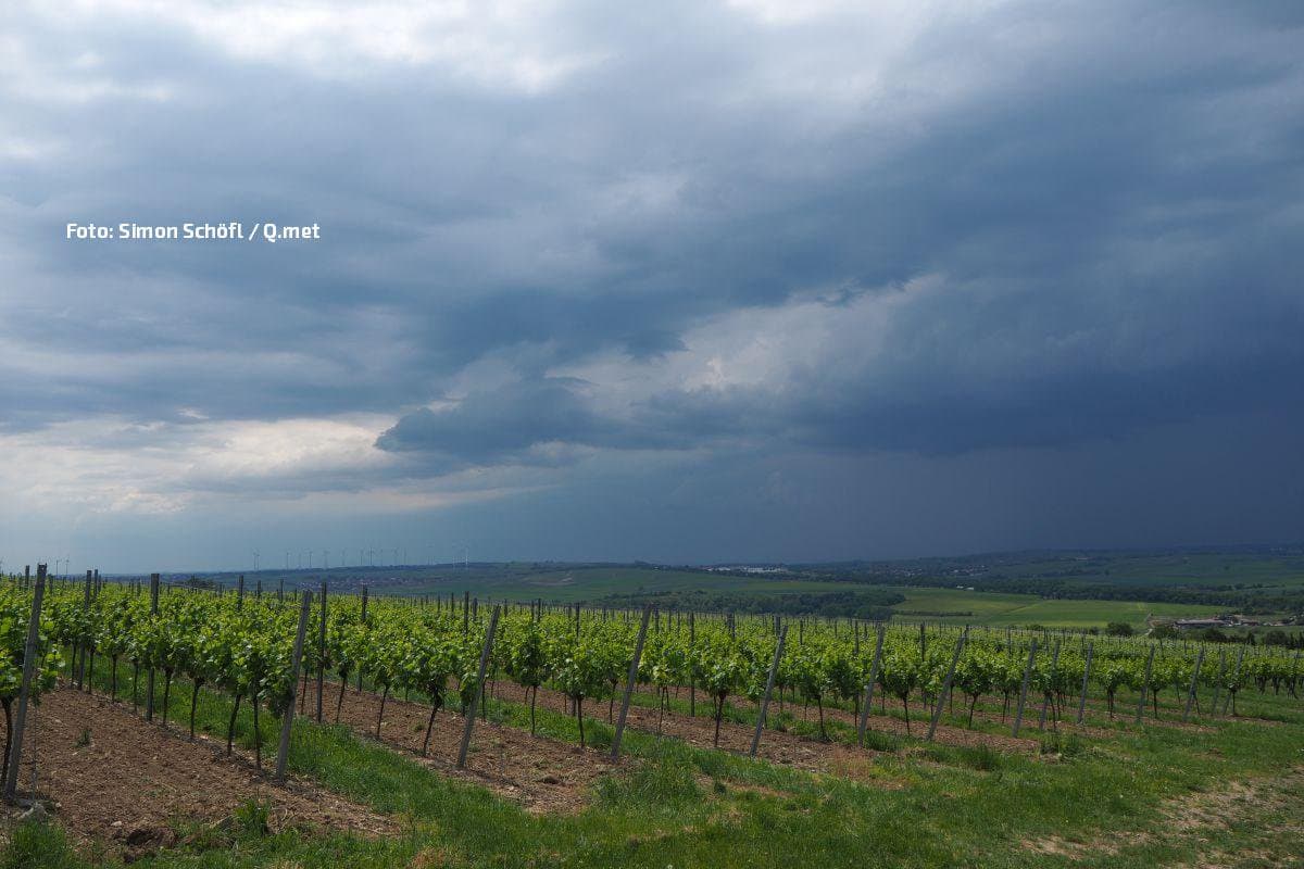 Frühe Weinlese im Südwesten: Hitze und Hagel bedrohen Trauben