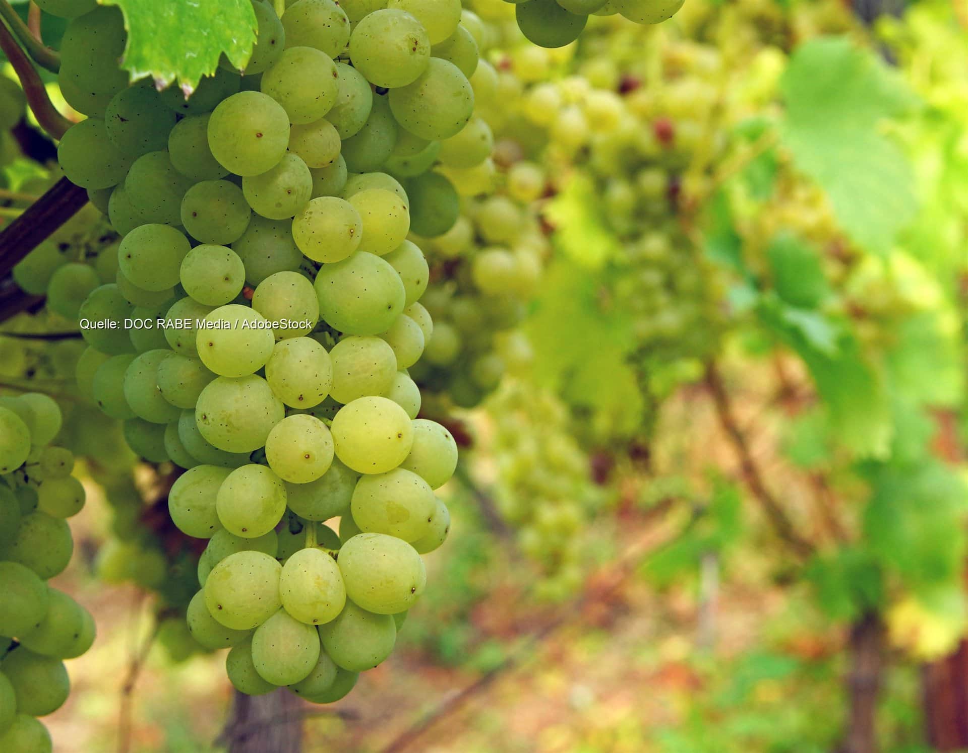 Weinlese an Rhein und Mosel: Regen erhöht Fäulnisrisiko