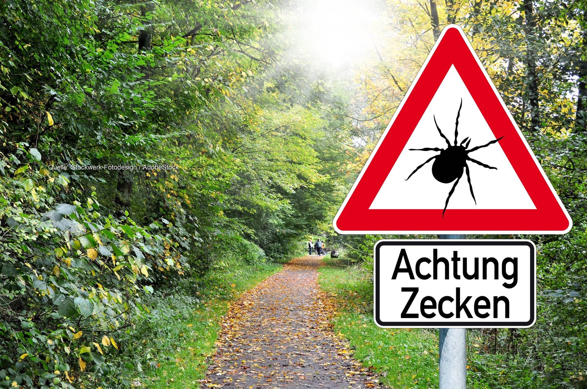 Zecken in Deutschland: Herbstregen bringt zweite Hochphase