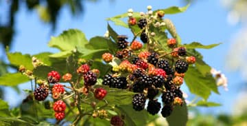 Gartenlexikon August: Brombeeren im August