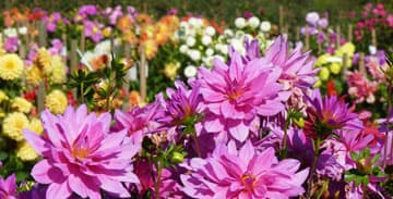Dahlien im Oktober