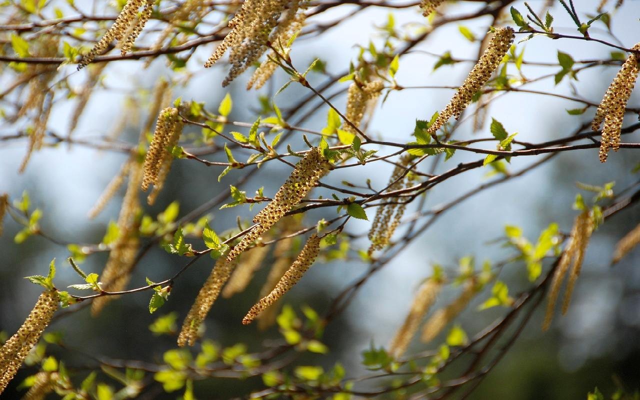 Die Pollen sind los Birken, Weiden und Pappelpollen haben jetzt